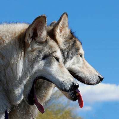 Enhance Your Confidence: Safe At-Home Teeth Whitening Solutions